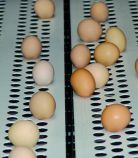 Tela de transporte de ovos - Equipamento Roxel - Clique para ampliarl